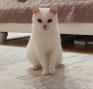 Contessa (2)